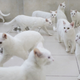 Illustration for article titled New Zealand Keeps Trying to Ban Cats